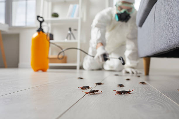 Commercial Rodent Management in Dayton